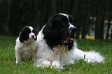 LANDSEER 553